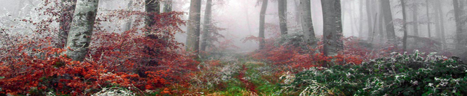 Forest of trees in the fog