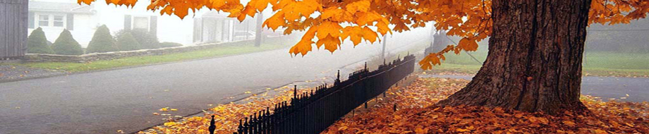 A large tree with yellow fall colored leaves.