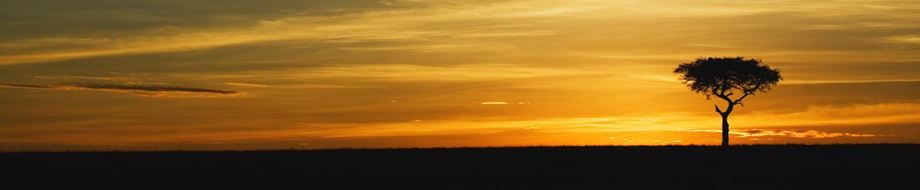 Single Acasia tree at sunrise, Masai Mara, Kenya